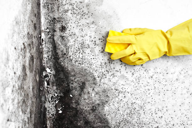 Best Emergency Mold Remediation in Morgan City, LA