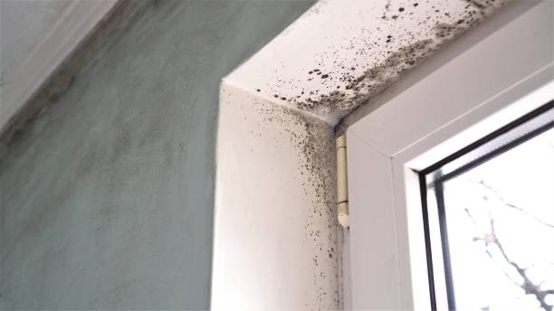 Best Bathroom Mold Remediation in Morgan City, LA