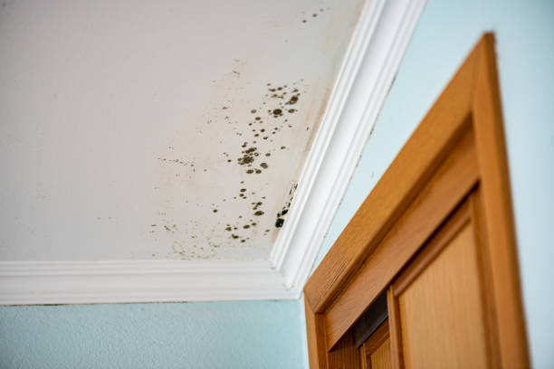 Best Residential Mold Remediation in Morgan City, LA