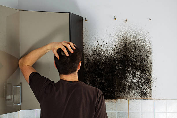 Best Post-Flood Mold Remediation in Morgan City, LA