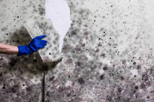 Best Mold Remediation for Schools in Morgan City, LA